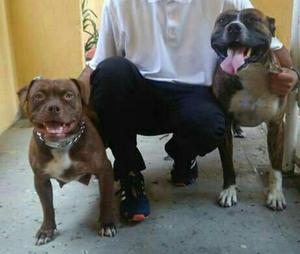 Perritos Pitbull