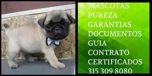 Pug carlin cachorrito de raza documentado certificado