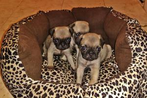 Pug carlinos cachorros en venta