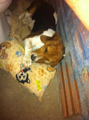 Se Vende Hermosa Perrita Baset Hound