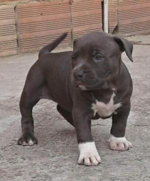 Se Vende Perrita American Bully Blu Nose