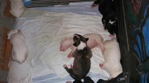 Se Venden Cachorros de Bull Terrier