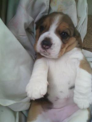 Se Venden Lindas Bebés Beagle