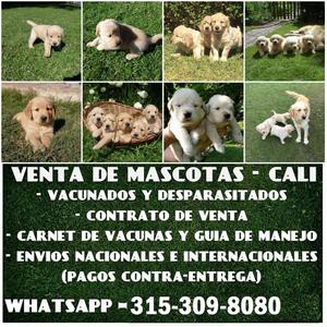 Sensacionales Golden Retriever