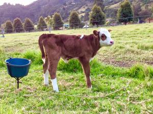 Terneras Simmental Y Ayrshire