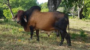 VENDO BRAHMAN ROJO CON REGISTRO