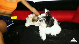 Vendo Hermosos Cachorros Shith Zu