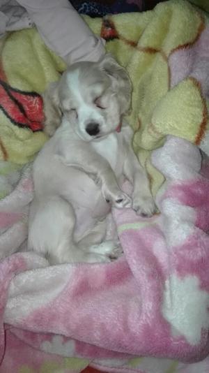 Vendo Perrito Cocker de Dos Meses