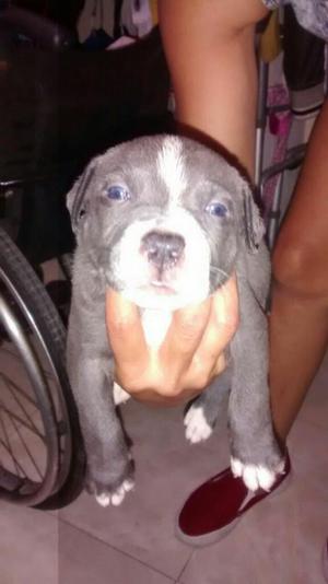 Vendo Perros Pitbull American Terrier