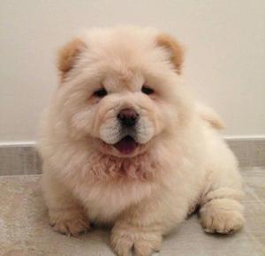 Vendo Preciosos Chow Chow de Dos Meses