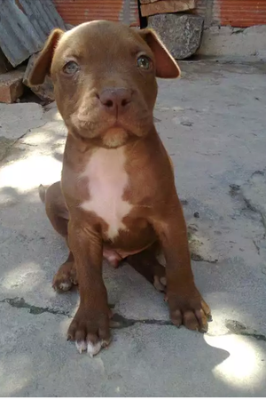 Vendo cachorra pittbull 2 meses bacunada desparacitada