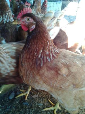 Venta de Gallinas Ponedoras Rojas