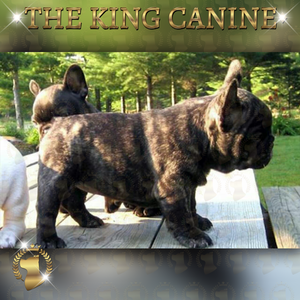 bulldog francés en the king canine