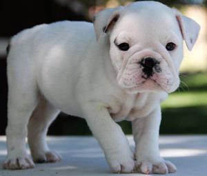 hermoso buldog color blanco