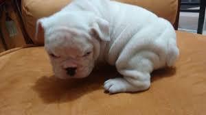 hermoso buldog ingles blanco bien hermoso barato 