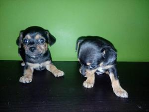 hermosos pinscher