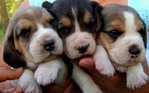 lindos beagles enanitos puros