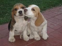 lindos beagles vendo