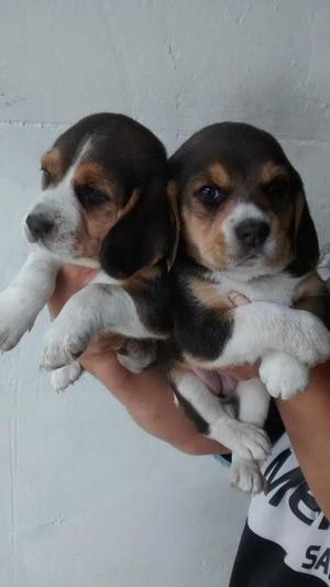 vendo beagle cachorros vacunados, desparasitados pureza de