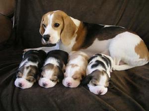 vendo cachorritos beagles enanitos puros