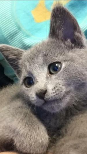 vendo hermosos gatos azul ruso dos meses de nacidos listos