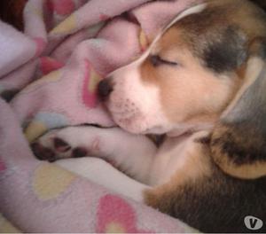 GRATIS BOSA, Adopta Cachorro Beagle, 2 Meses, Adopcion, Rega