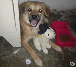 GRATIS, Adopta Cachorro Cruce Con Labrador, 6 Meses, Hembra