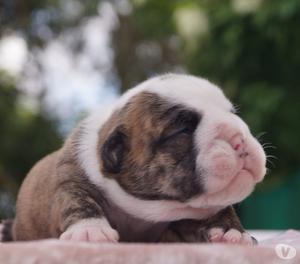 CACHORROS BULLDOG SEPARA EL TUYO PARA PARA DICIEMBRE