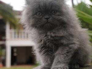 Hermosos Gatos Persa Extremo Con 2 Meses