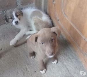 adopcion a perritas