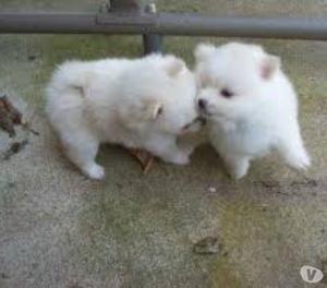 hermosos cachorros pomeranea