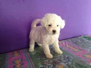 Cachorra French Poodle