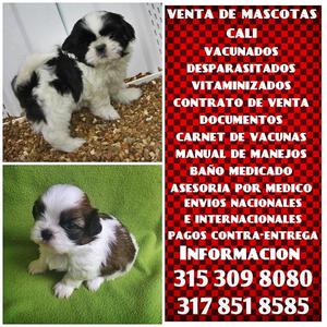 Cachorros Shih Tzu en venta con documentos