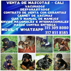 Estupendos cachorros Doberman negros y chocolates