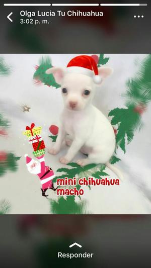 For Saleee Hermoso Macho Chihuahua