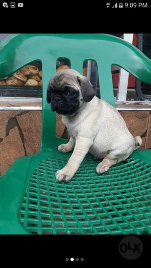 Hermoso Macho Pug