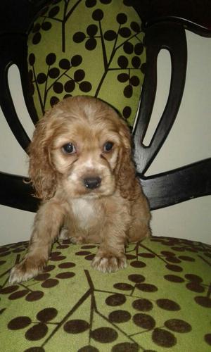 Hermosos Cachorros Cocker Spaniel