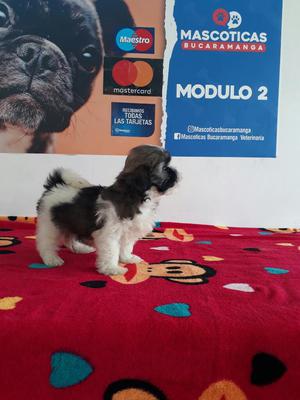 Hermosos Shihtzu Miniatura