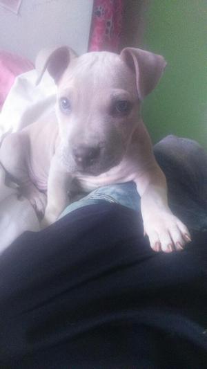 Pit Bull Gris con Cafe 2 Meses 1 Vacuna
