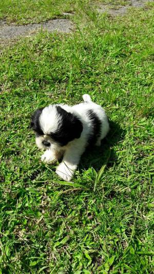 Shitzu Cachorros Shi Tzu