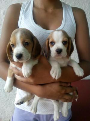 Vendo Cachorros Beagles