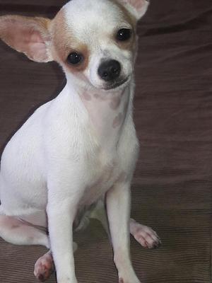 Vendo Chihuahua Machito 8 Meses