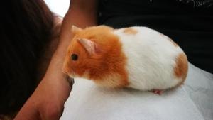 Vendo Hermoso Hamster Con Su Casa
