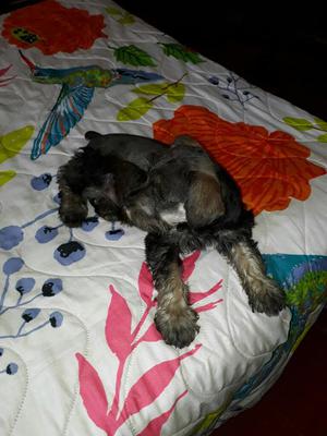 Venta de Schnauzer Mini