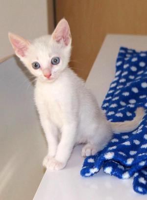 hermoso gatico ojos azules.