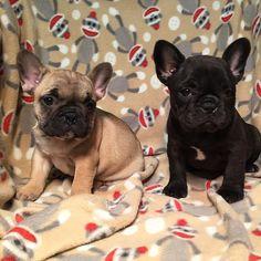 pareja de bulldog frances