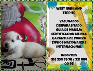 A LA VENTA CACHORROS WESTY TERRIER