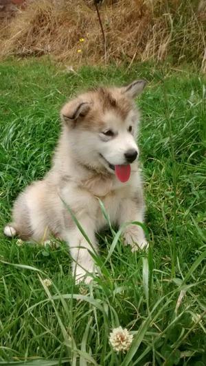 Alaska Malamute