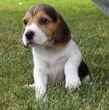 BEAGLE DISPONIBLES DE 45 DIAS