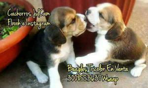 Beagle Bebes